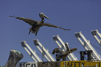 Birds at the Port, 2024