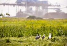 Port of Rotterdam Authority presents Nature Vision